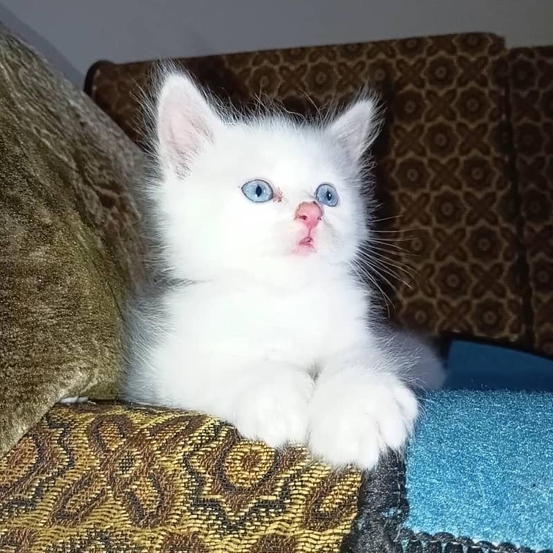 kitten 1