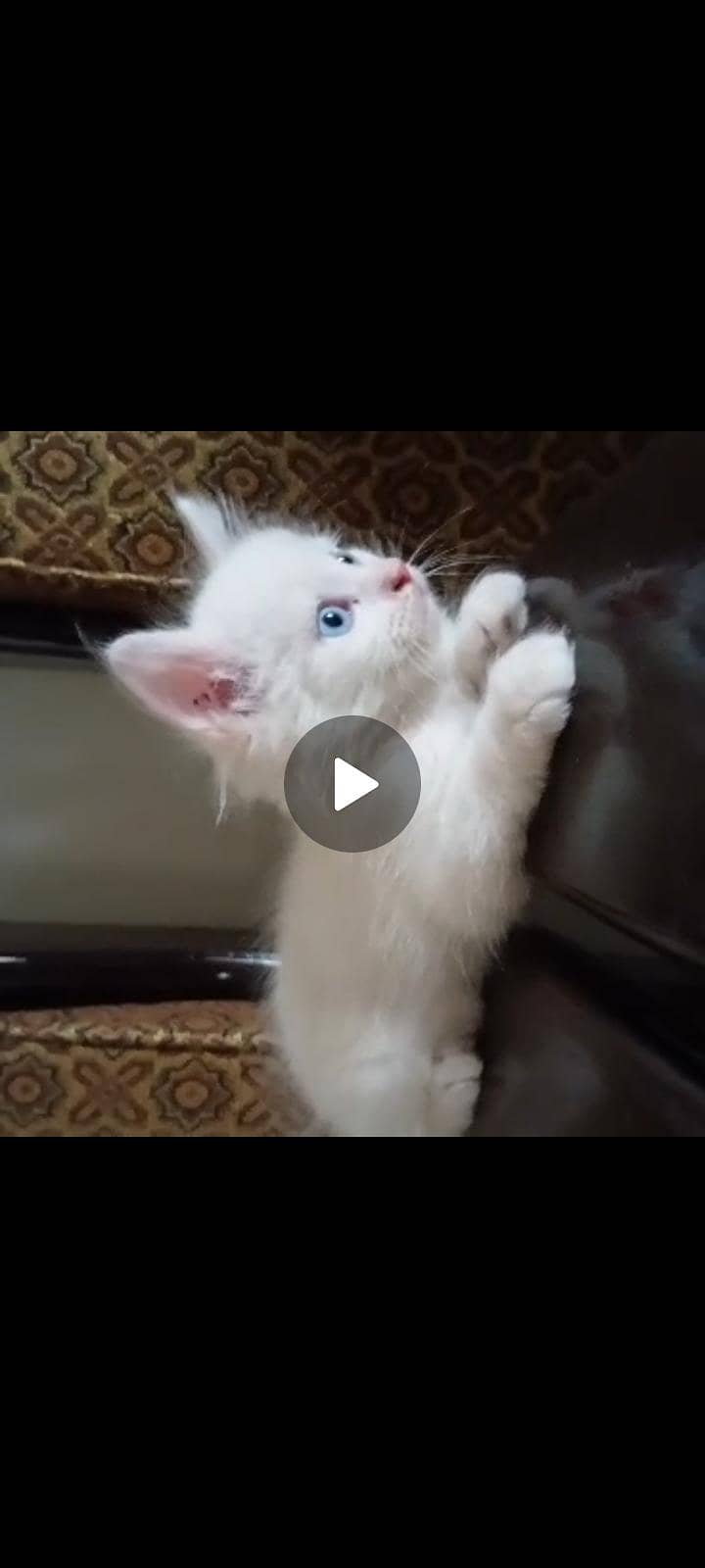 kitten 2