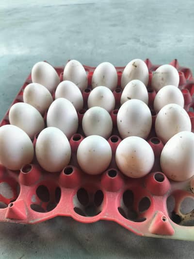 Fertile Eggs for Sale