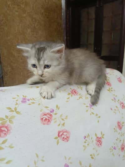 Persian Male Cat & 2 kittens