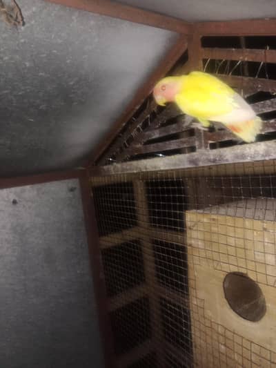 love bird
