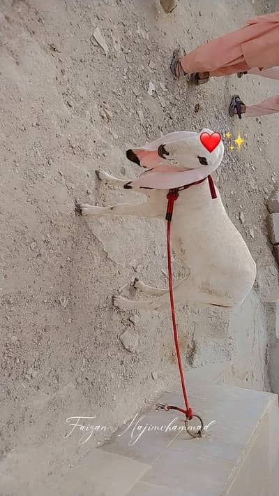female ghajli