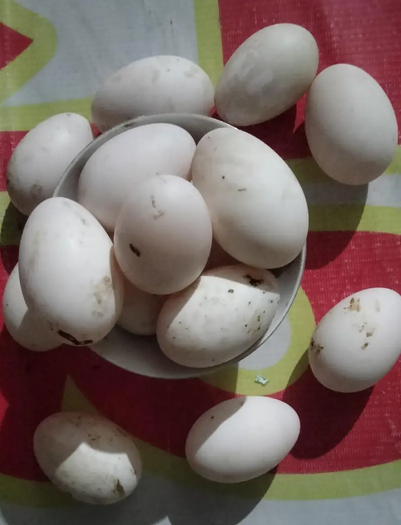 Edible duck and hen eggs for sale — photo 2