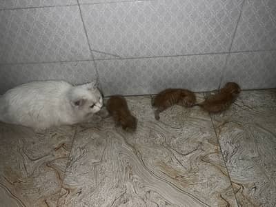 Persian white colour double court