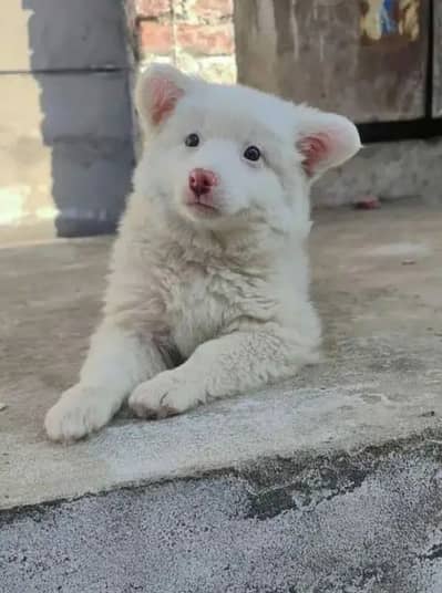Russian puppy dog 2month age My WhatsApp Number 03314189217 for sale