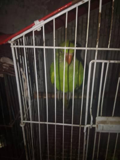 green ring nick baby for sale 03267651269