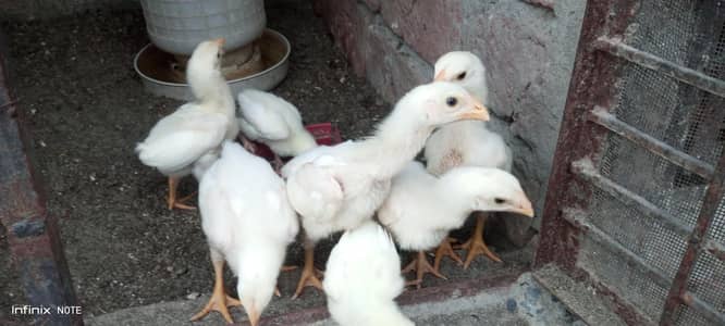 jarman O shamo paper white chick available