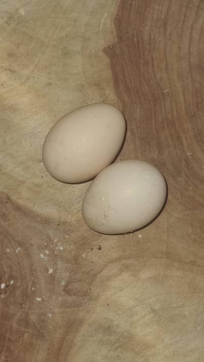 wyandotte fertile egg available