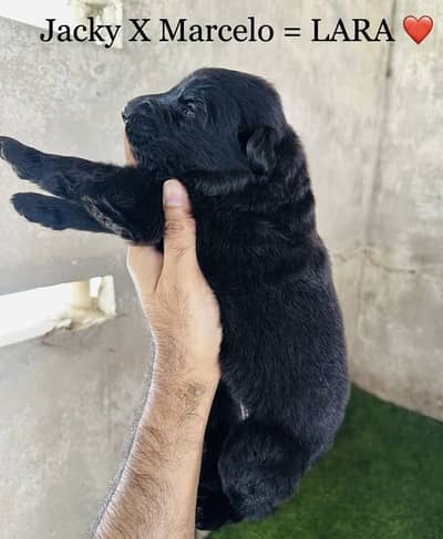 Show Quality Pure Black German Shepherd Puppies