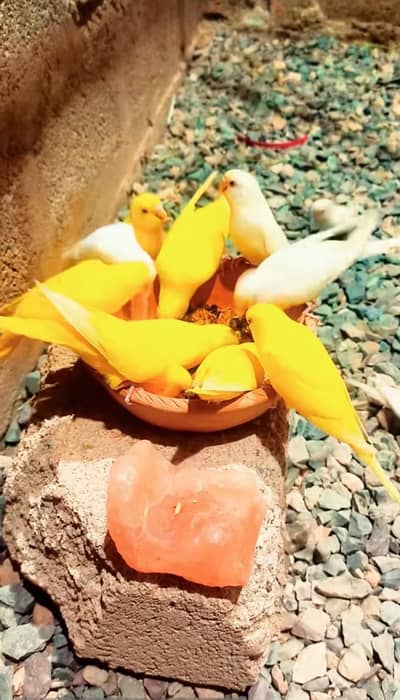 Red eyes budgie's pairs albino lutino parrot colony for sale