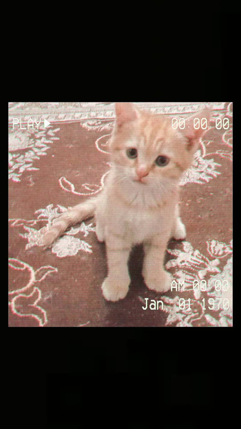 double coat cat 2