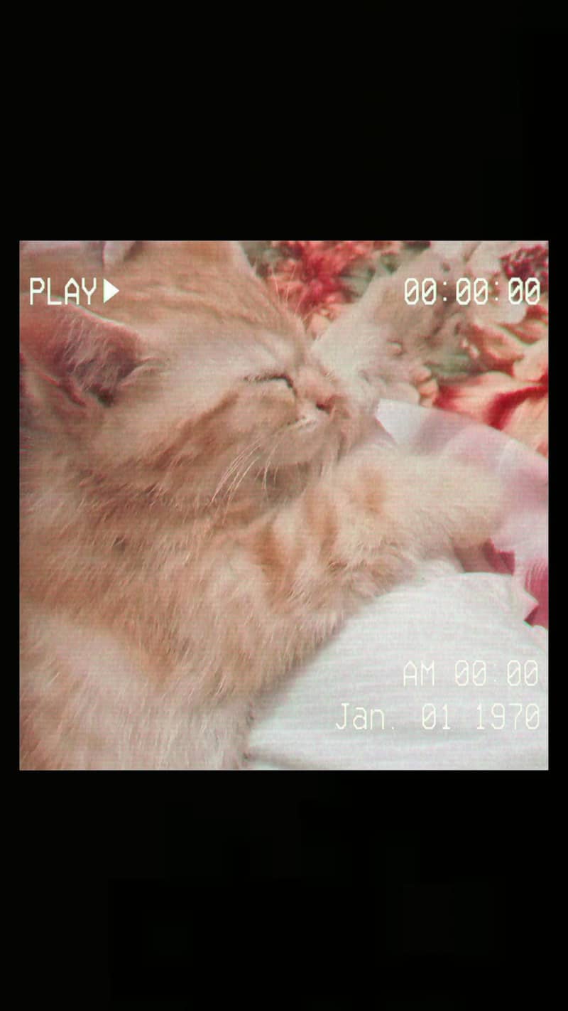 double coat cat 3