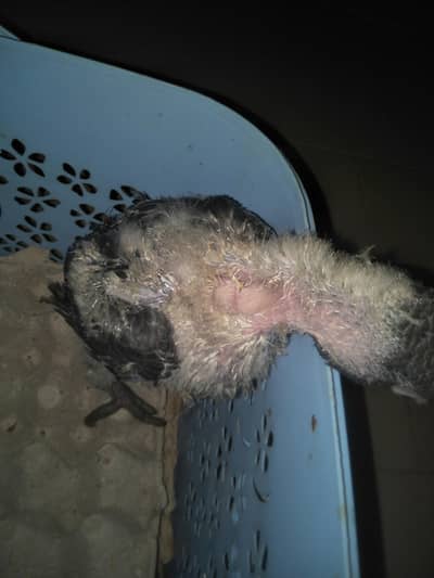 grey parrot