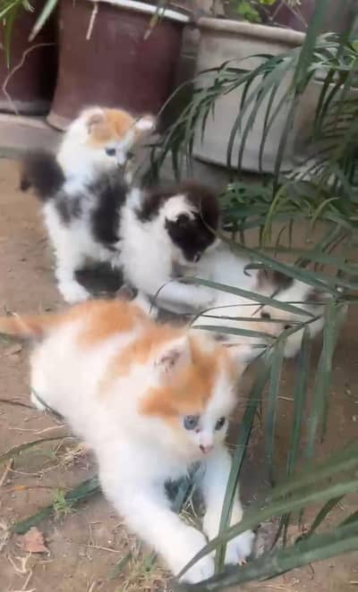 bicolor kittens