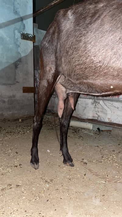 Goat bakri gabban 1 month doglii nasal healthy active
