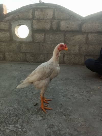 Parit beke aseel Waite color