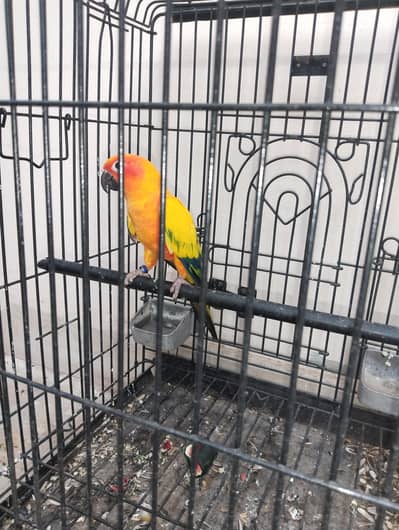 sunconure DNA male available