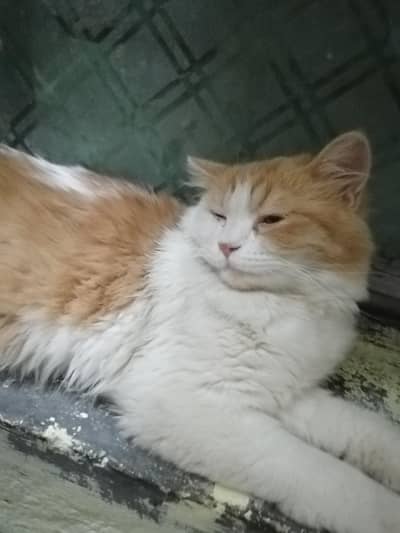 Persian