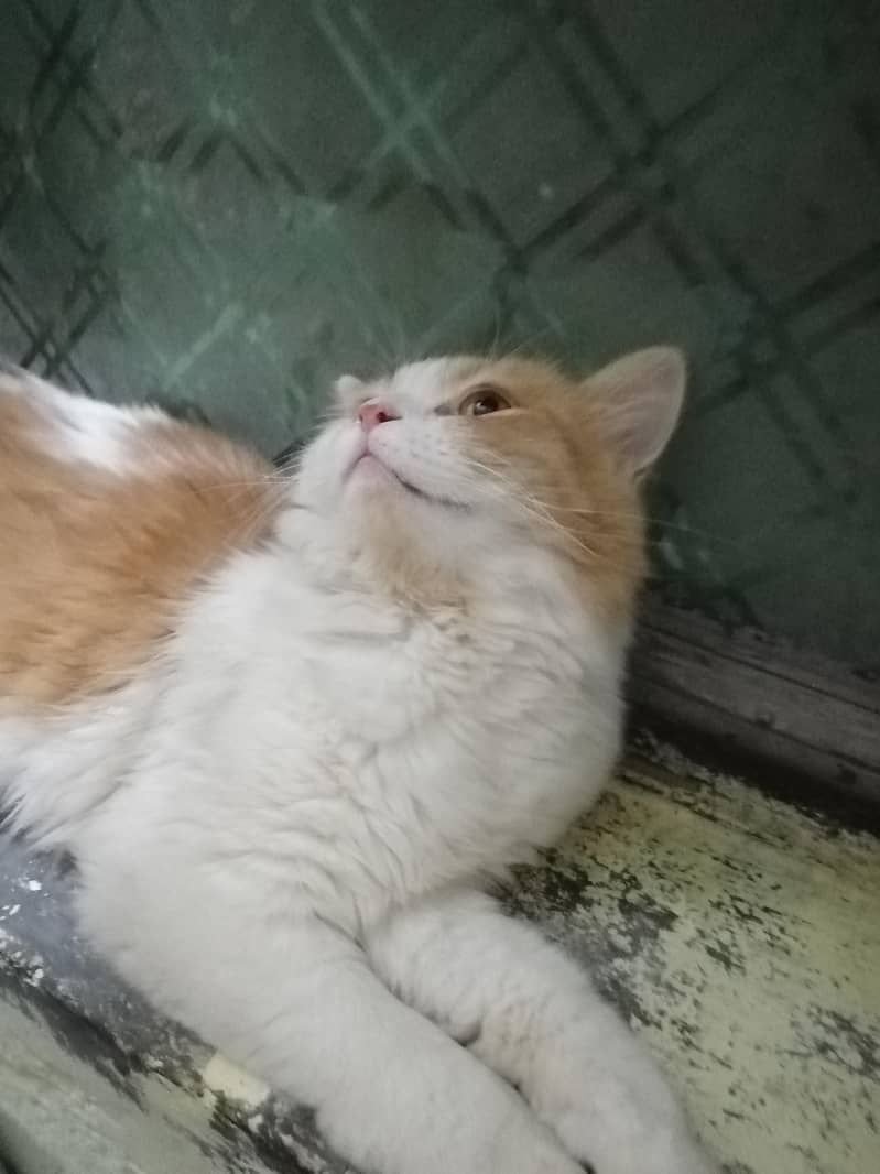 Persian 1