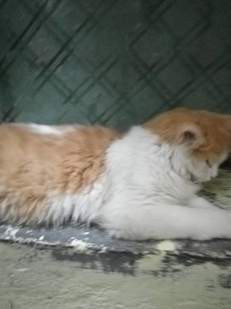 Persian 2