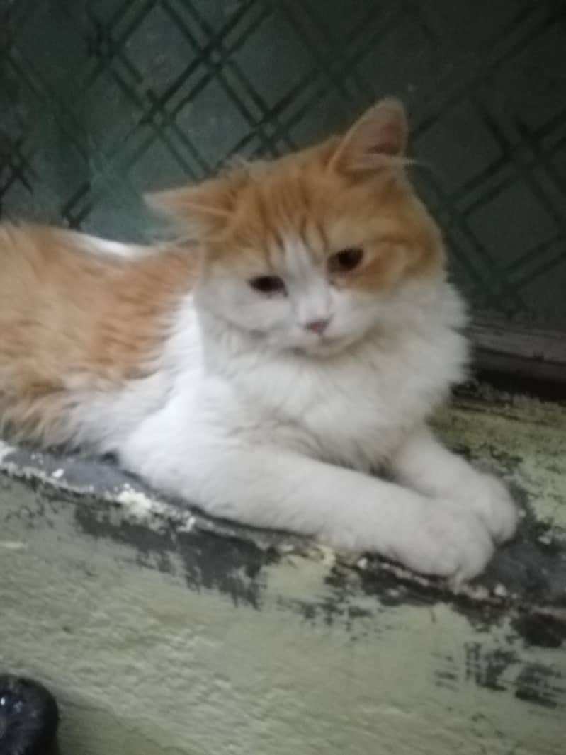 Persian 3