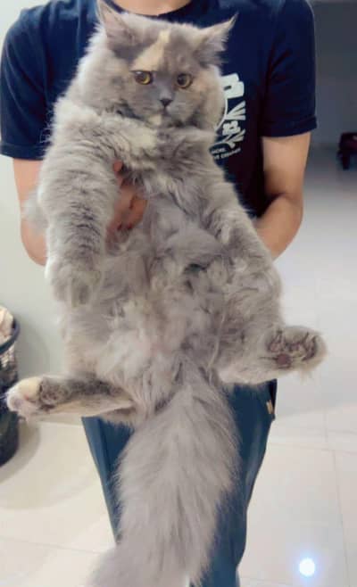 6.5 MONTHS OLD PERISAN CAT , INCLUDED:VACCINATION CARD , deworming
