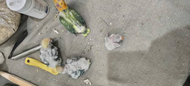 love bird chicks