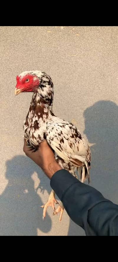 Bnd jor high quality normal hight mashallah Whats app 03309273623