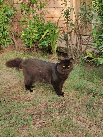 Persian Cat