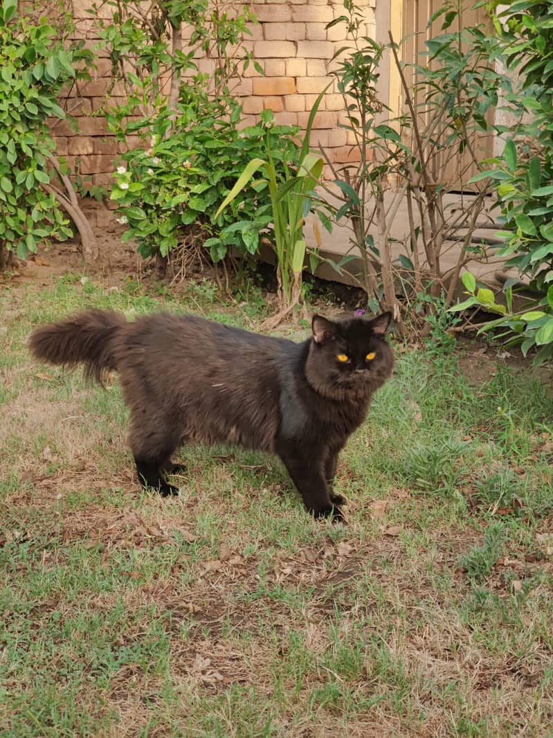 Persian Cat 0