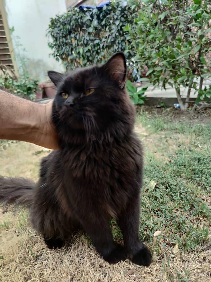 Persian Cat 1
