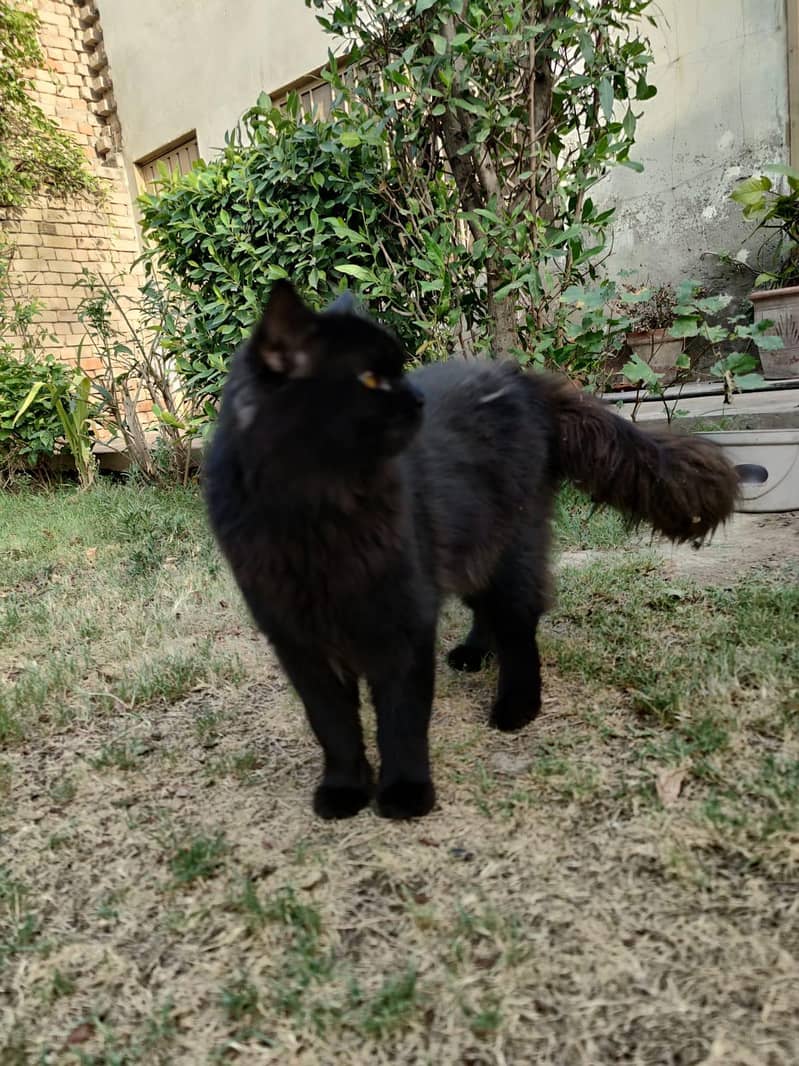 Persian Cat 2