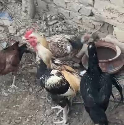 2 aseel murga 3golden murgia or 7 aseel murgia