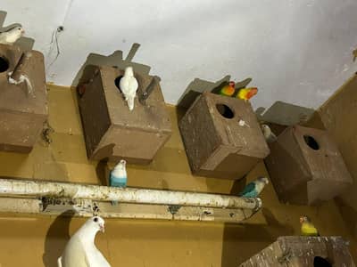 Love Birds & Australian Parrots