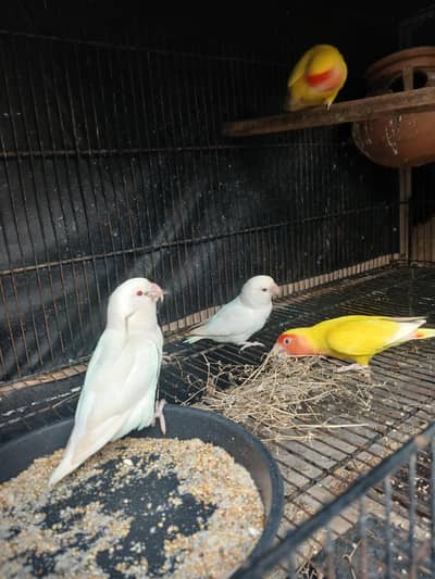 LoveBirds Lutino Red Eyes
