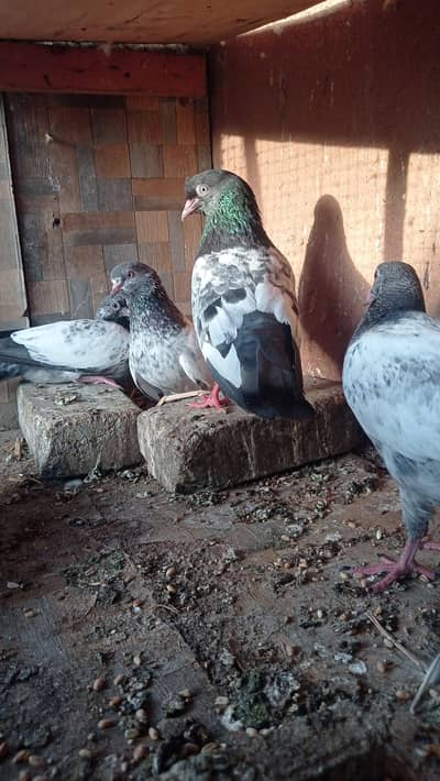 all breeder pairs urgently sale 0327-7210100