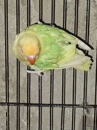 for sale +92 323 8836591
