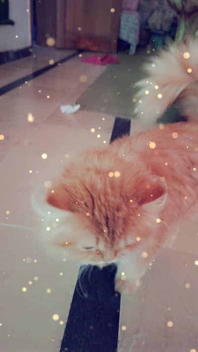 3 Coated Persian Cat
