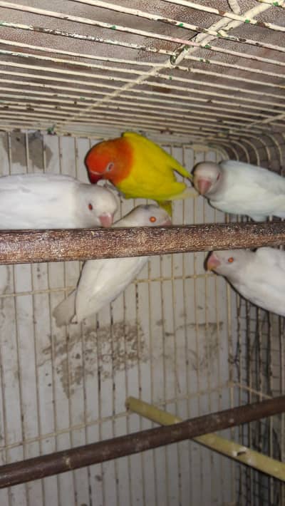 Albino and Lotino Red Eyes Lovebirds