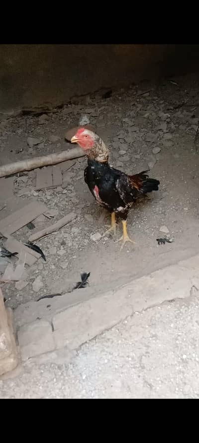 jawa and Heera female plus chicks for sale