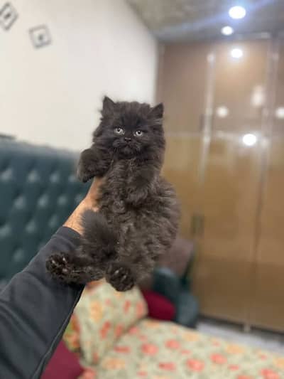 1 months Persian kitten
