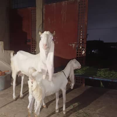 Gulabi Bakri aur Rajan Puri Gulabi Path