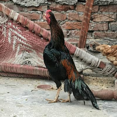 Aseel Mazbot joru Main Murga han