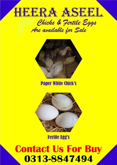 Heera Aseel - Paper White - Hira Aseel - heeyray chicks
