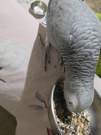 fresh african grey for sale