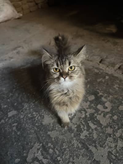 Persian cat for sale