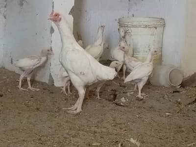 ہیرا اصیل چیکس فار سیل