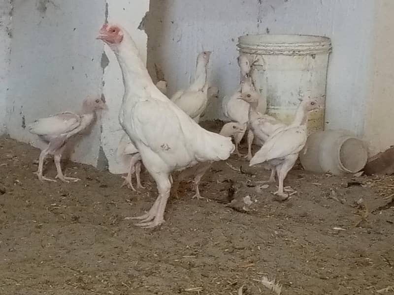 ہیرا اصیل چیکس فار سیل 0