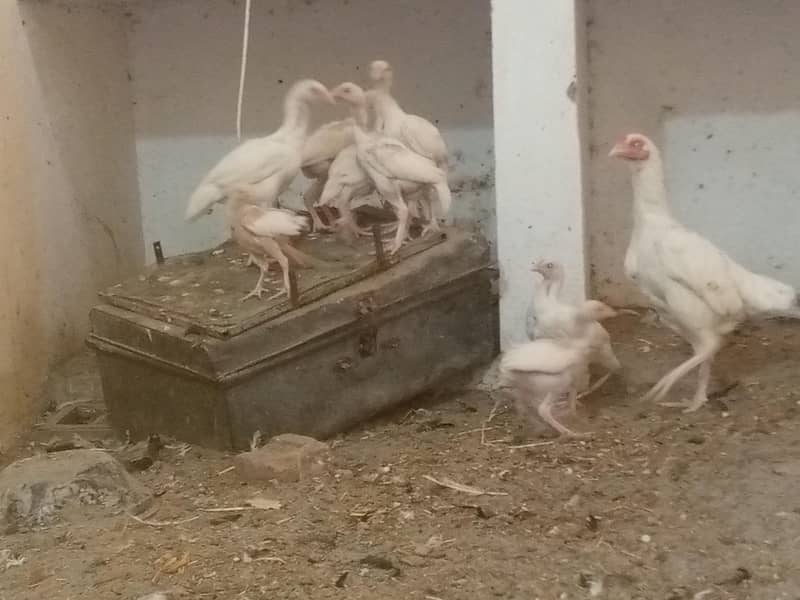 ہیرا اصیل چیکس فار سیل 1