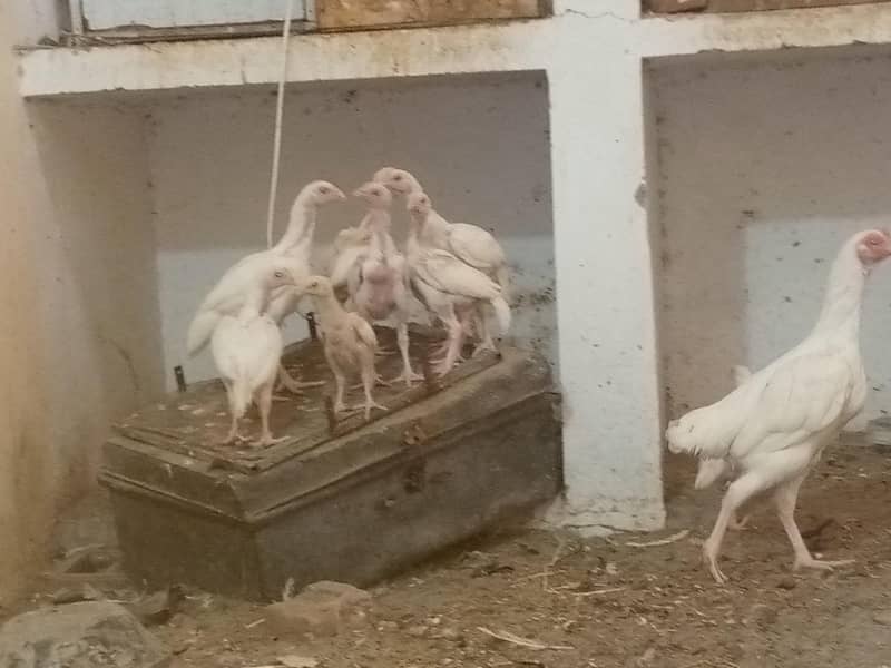 ہیرا اصیل چیکس فار سیل 2